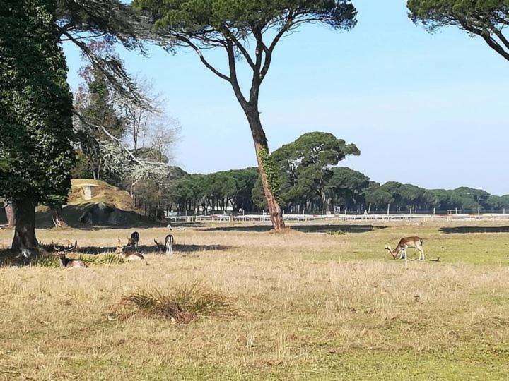 Hotel I Levrieri à Torre del Lago Puccini Extérieur photo